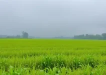 fortes chuvas colheita Brasil combustíveis