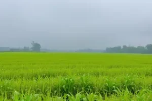 fortes chuvas colheita Brasil combustíveis