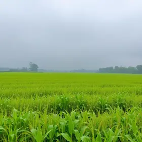 fortes chuvas colheita Brasil combustíveis