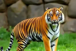 nomes para tigres