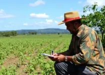 Cerrado em Pé