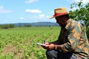 Cerrado em Pé