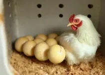 tempo de incubação das galinhas