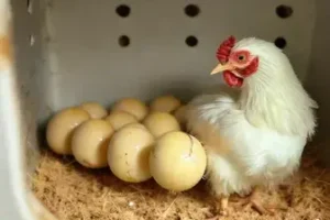 tempo de incubação das galinhas