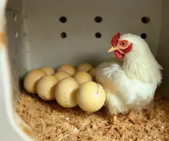 tempo de incubação das galinhas